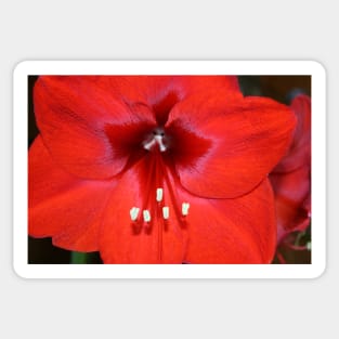 Is this the Way to Amaryllis? Sticker
